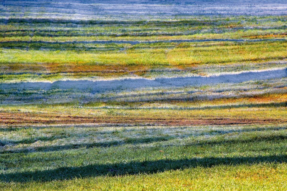 Glossy/fg02 100×150 crazy meadow