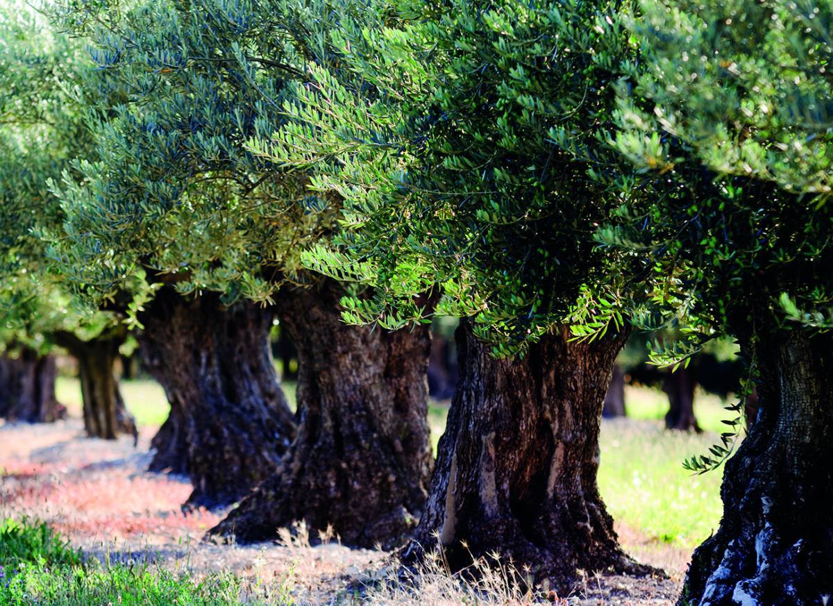 Canvas 0271 80×110 olive trees