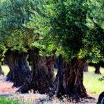 Canvas 0271 80×110 olive trees
