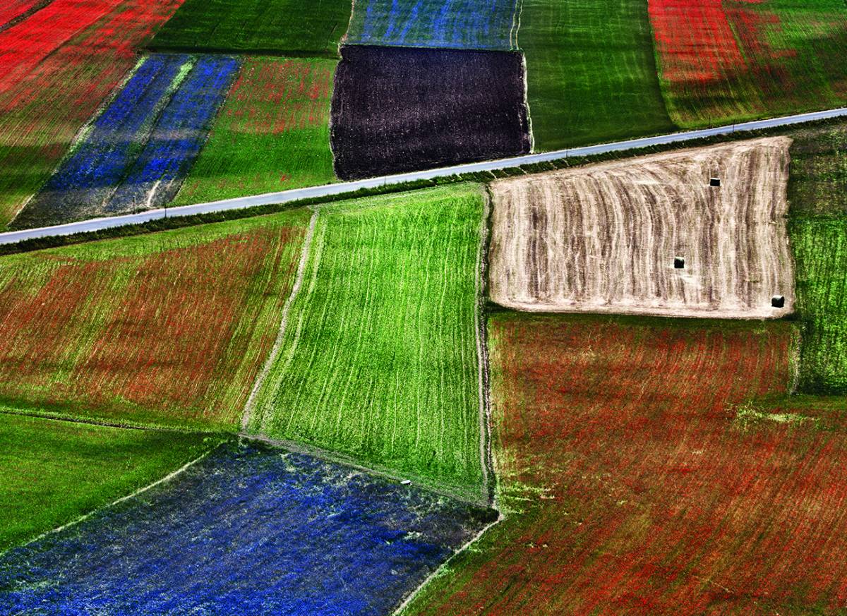Canvas 0283 80×110 coloured fields