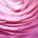 Glossy/aa04 100×150 pink buttercup